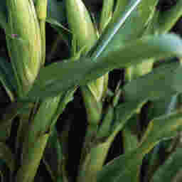 Maize Silage