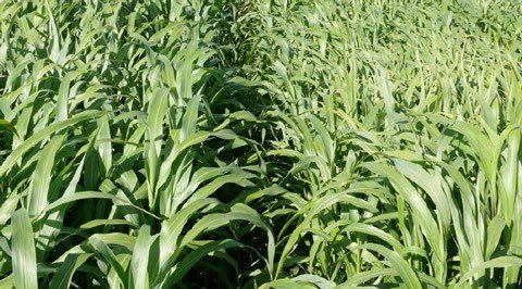 bettagraze (left) SS (right).jpg