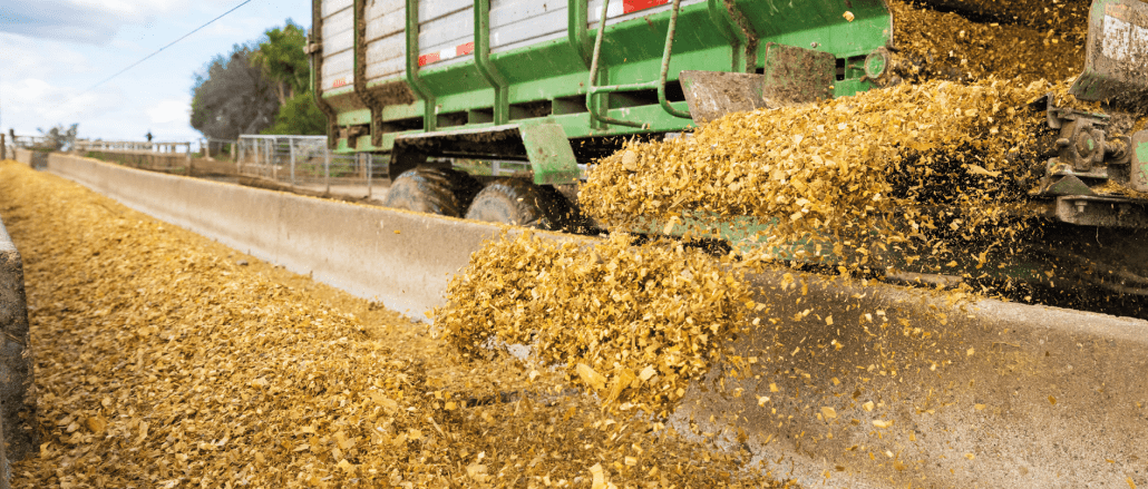 It’s not too late to organise your maize for this season