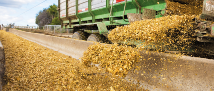 It’s not too late to organise your maize for this season