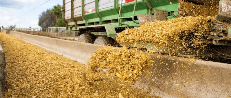 It’s not too late to organise your maize for this season