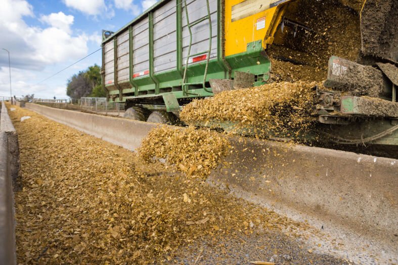 Looking into the future with maize