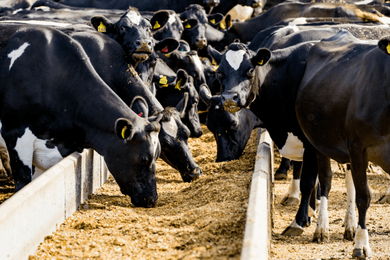 Understanding marginal return from growing maize silage