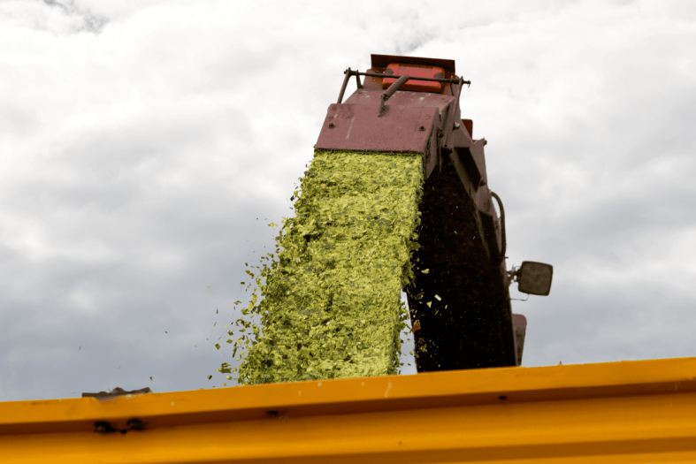 Make the most of your maize silage this harvest