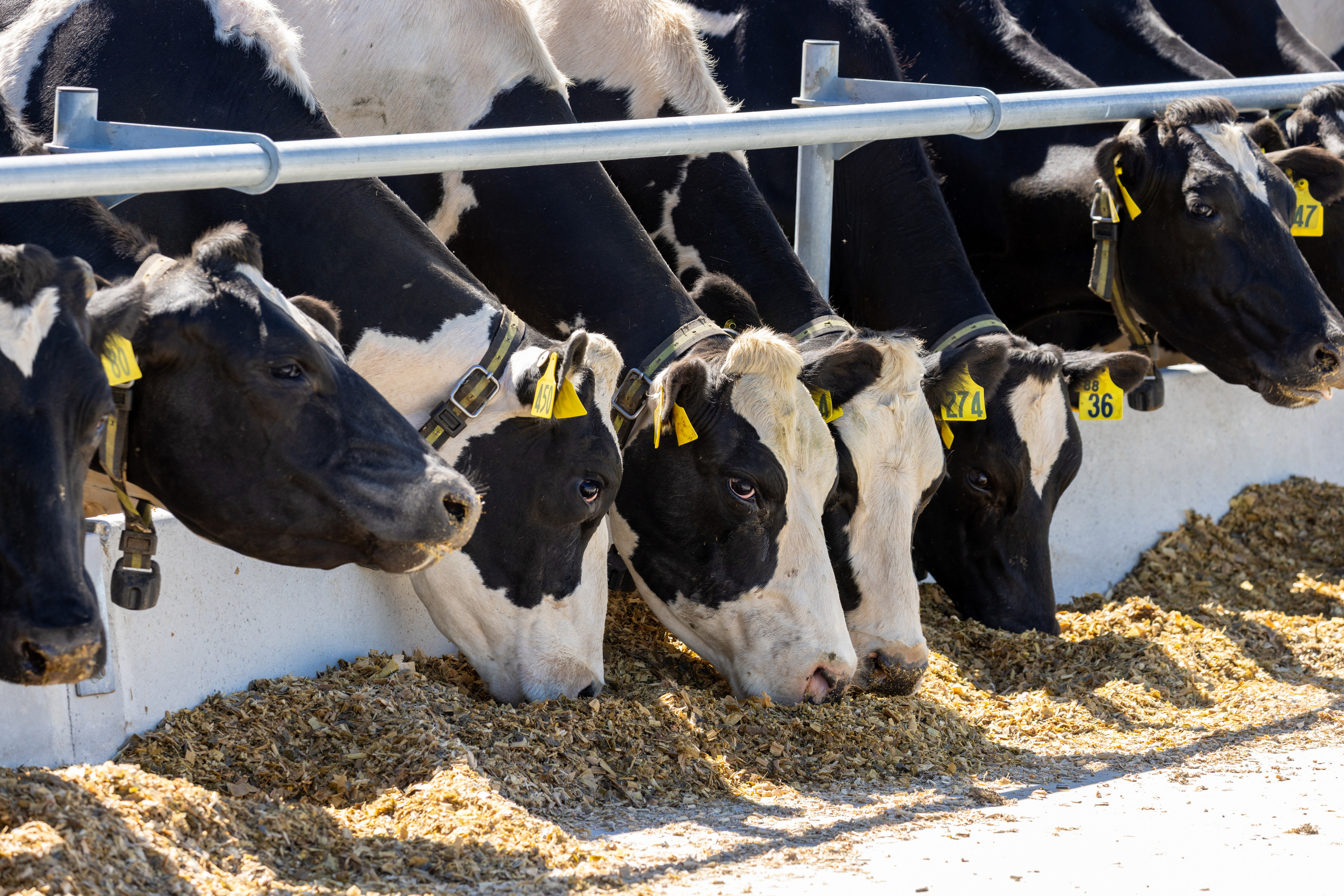 Milking longer with maize silage