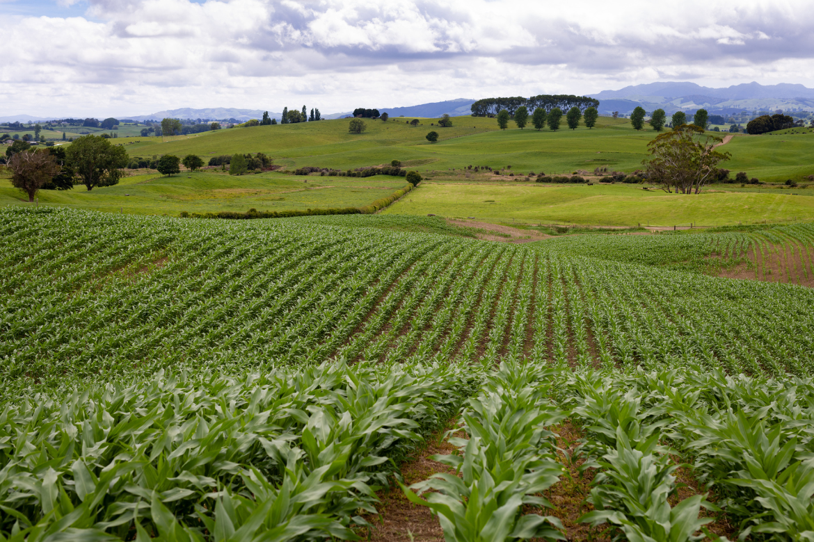 Growing for silage yield next season