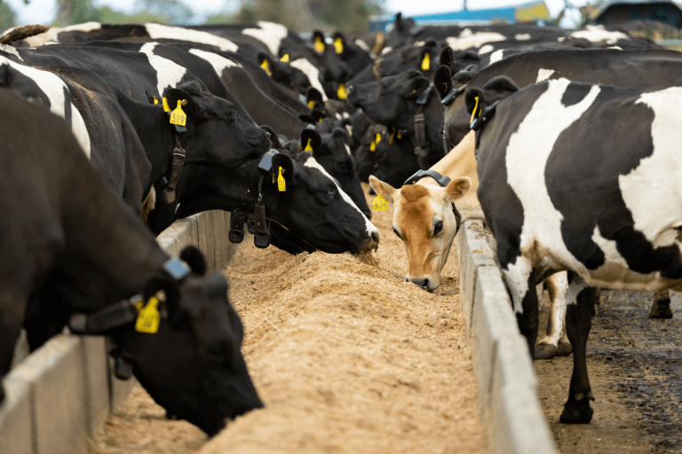 Feeding maize silage in winter: Setting the herd up for success