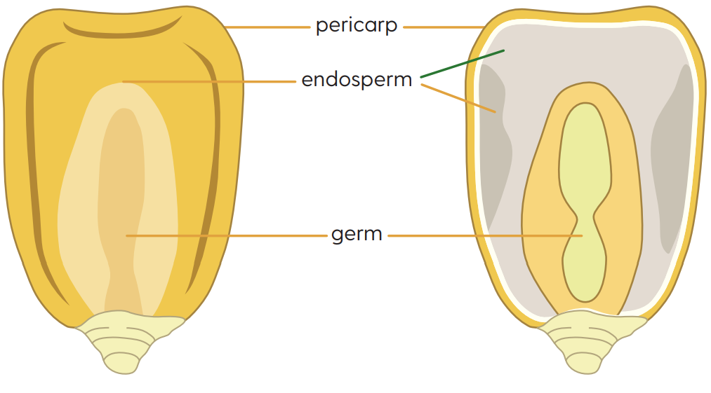 Maize seed biology image.png