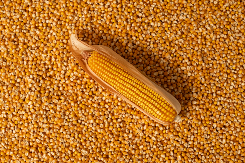 Looking after your maize seed