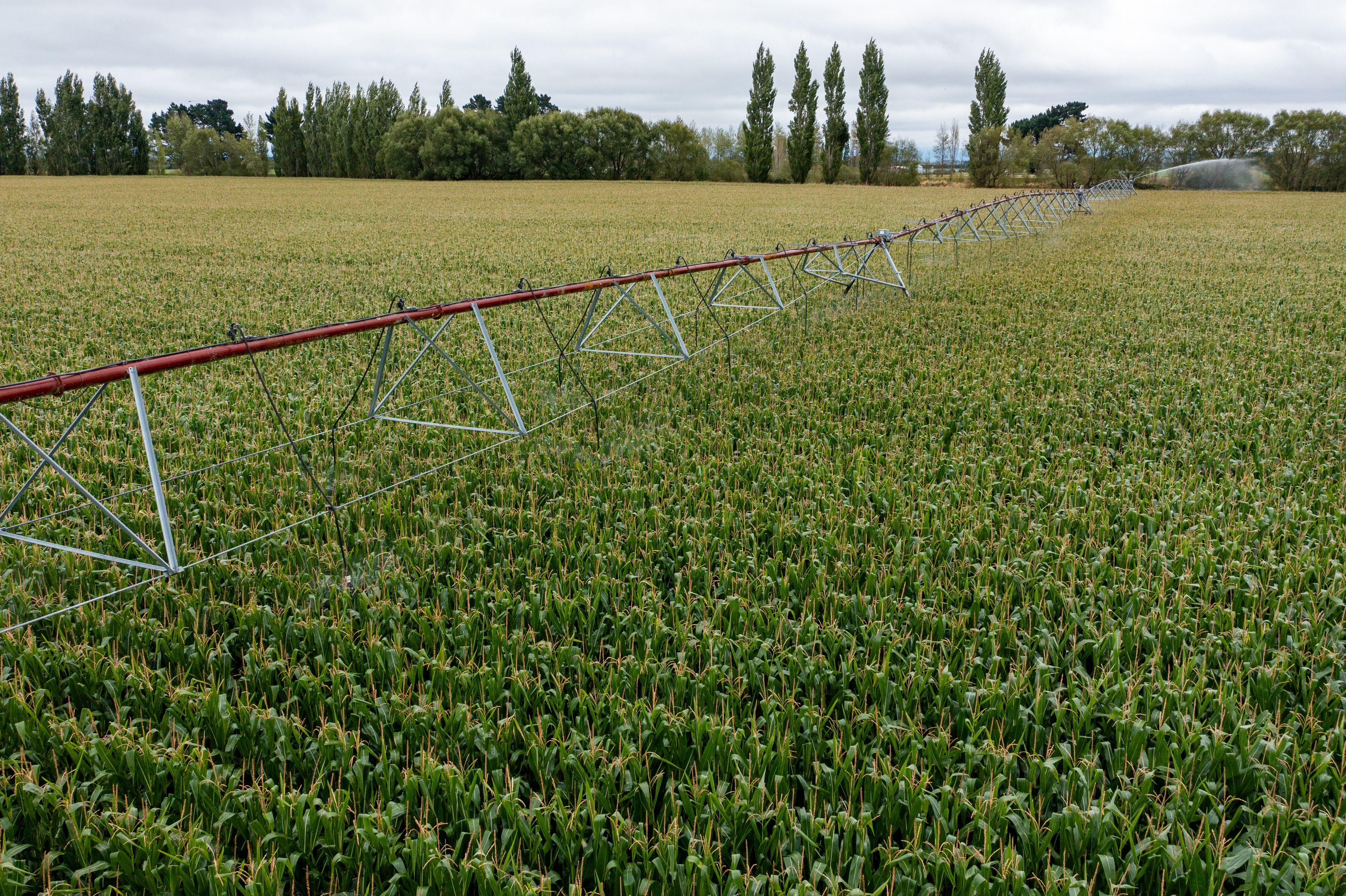 South Island maize.jpg