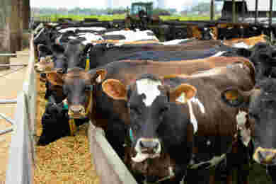 Growing better heifers for a more efficient herd