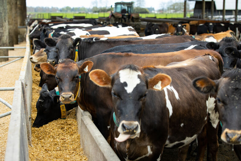 Growing better heifers for a more efficient herd