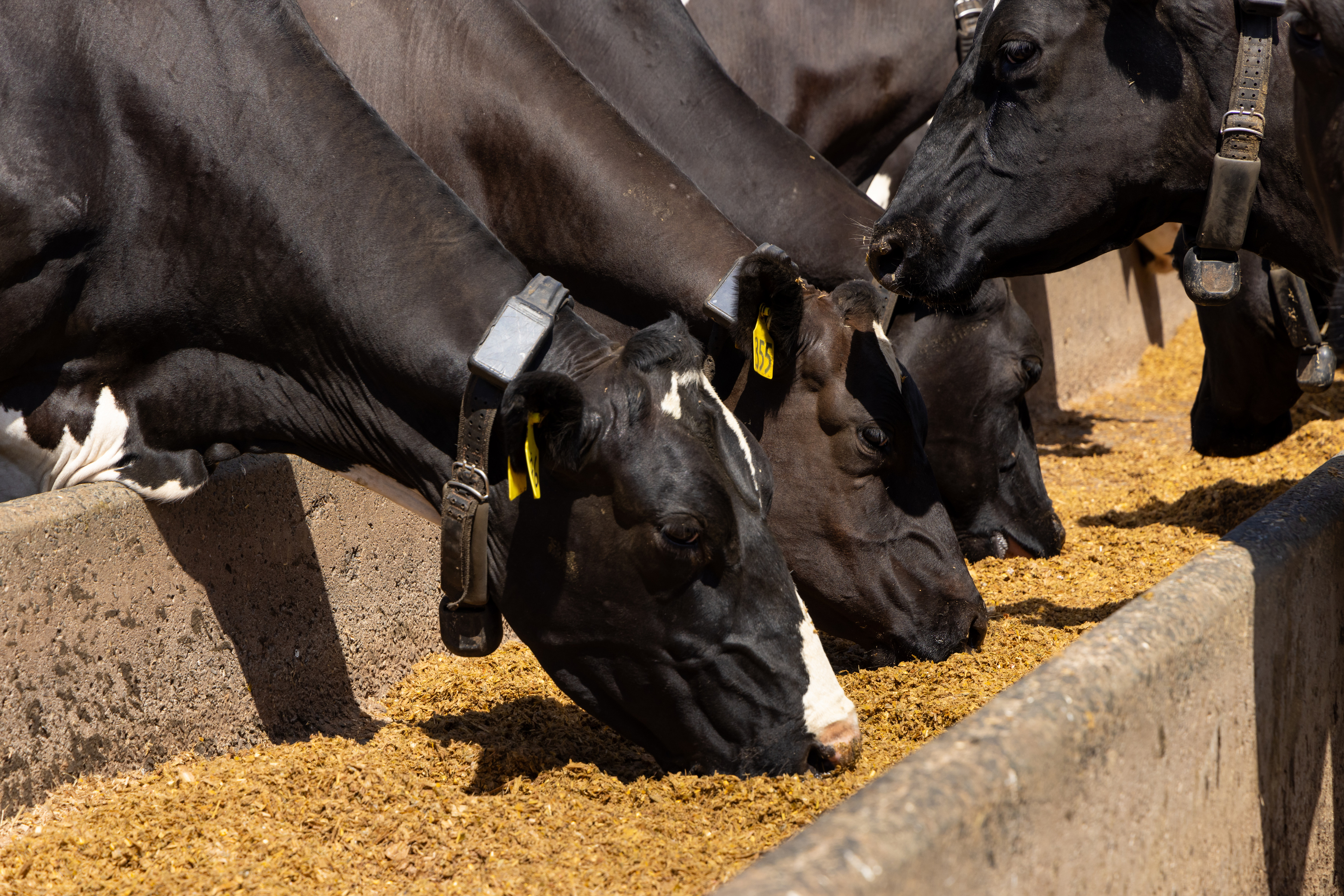 What's the Value of Feed Security to Your System?