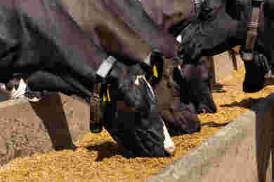What's the Value of Feed Security to Your System?