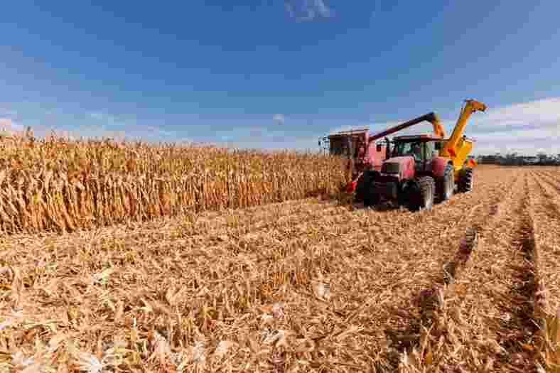 Maize grain for sheep