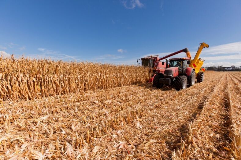 Maize grain for sheep