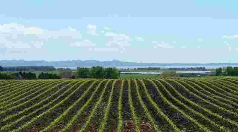 Post emergence weed control and nutrient management for maize