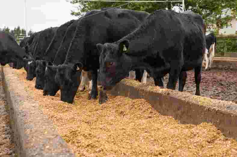 Maize silage for heifers