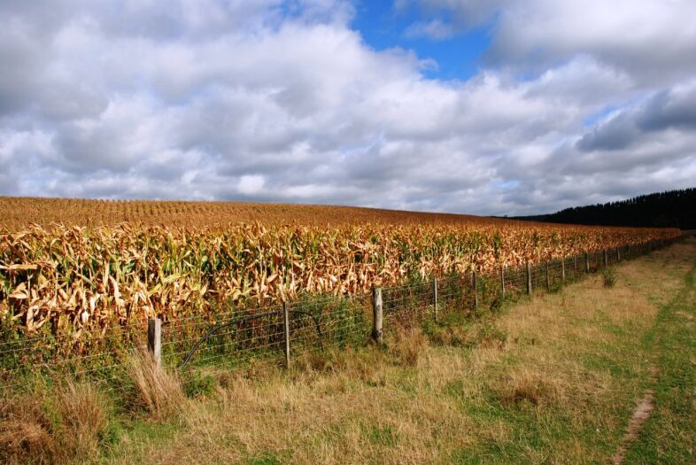 Winter options for maize grain growers