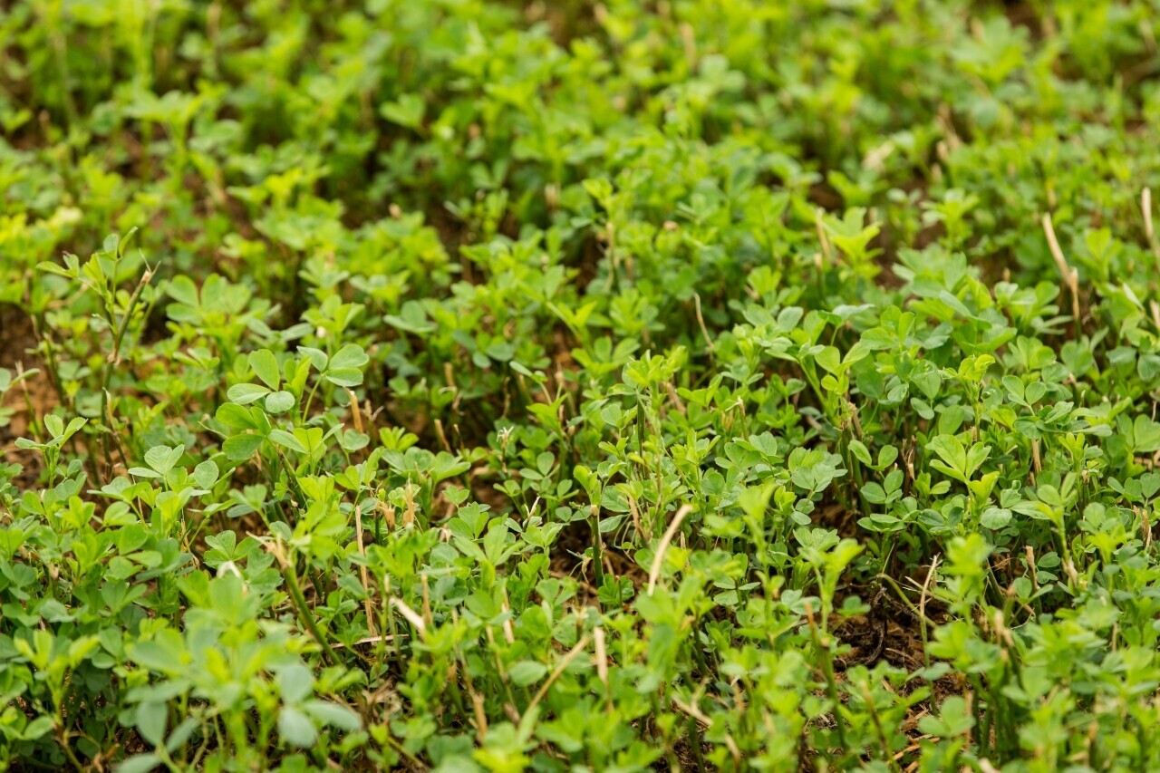 Crop goals key to determining lucerne harvest schedule