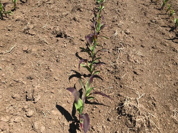 Why is my maize yellow, purple or uneven?