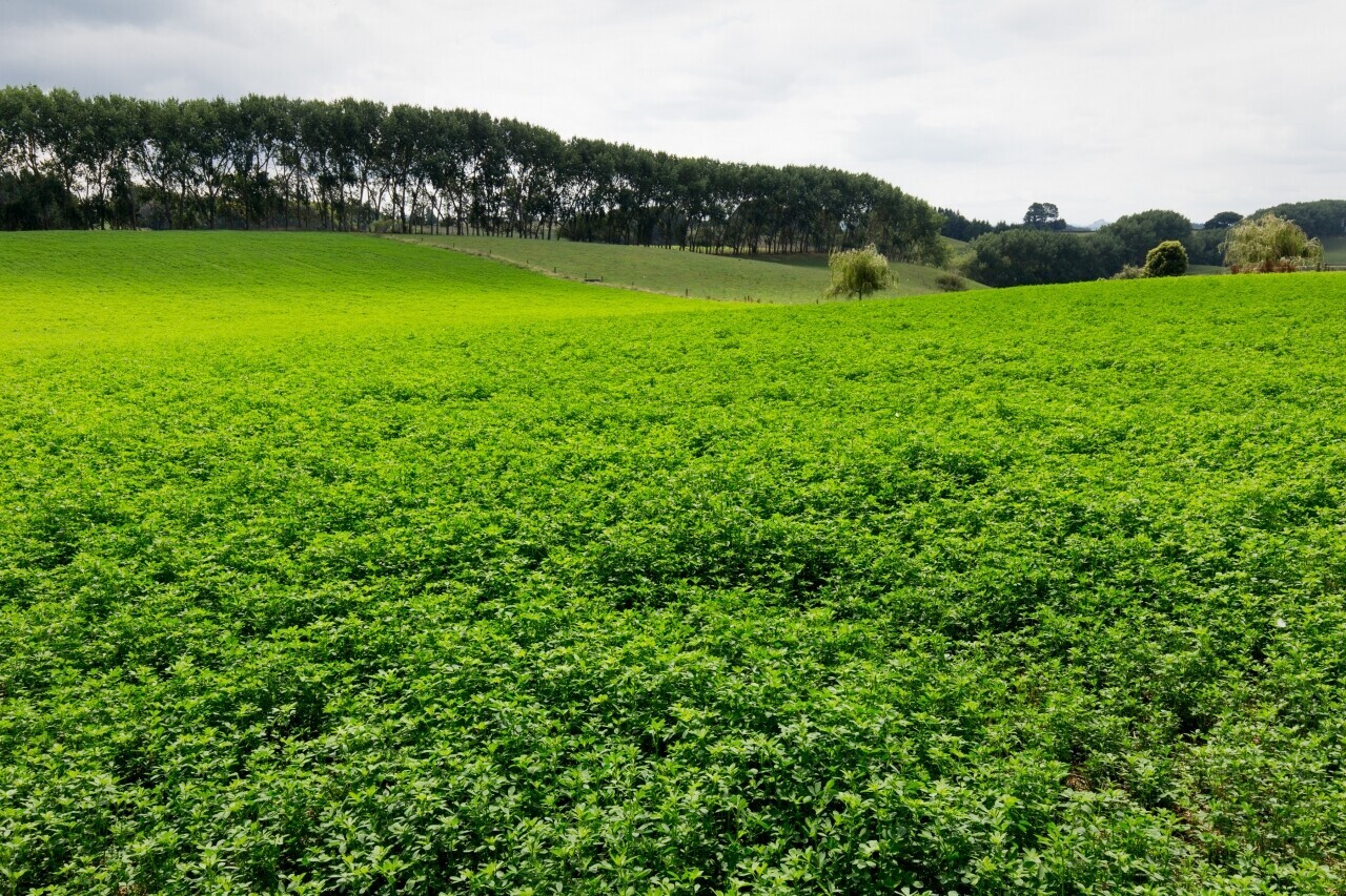 Winter lucerne management essential for summer success