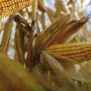 Maize Grain