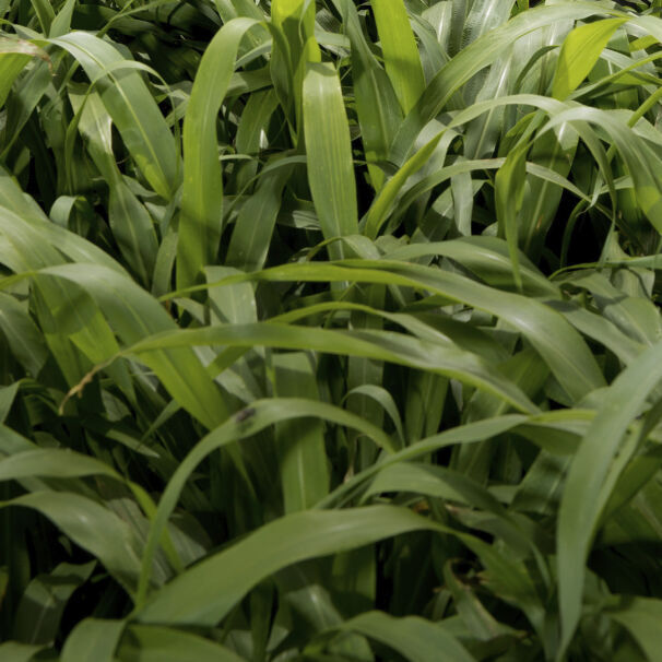 Pioneer Brand Hybrid Seeds & Agricultural Products - Pioneer